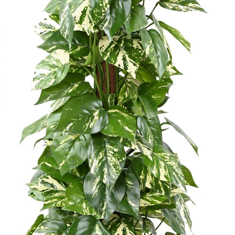 Pothos Artificiel Tuteur Coco
