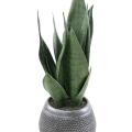 Sansevieria Artificiel 49