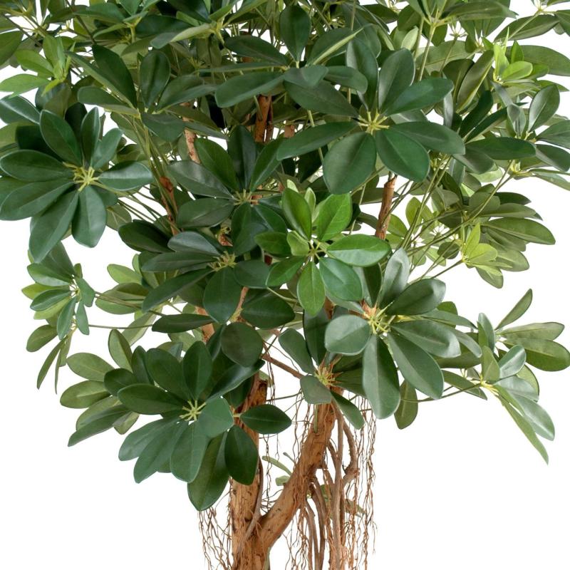 Schefflera Artificiel Baby TREE