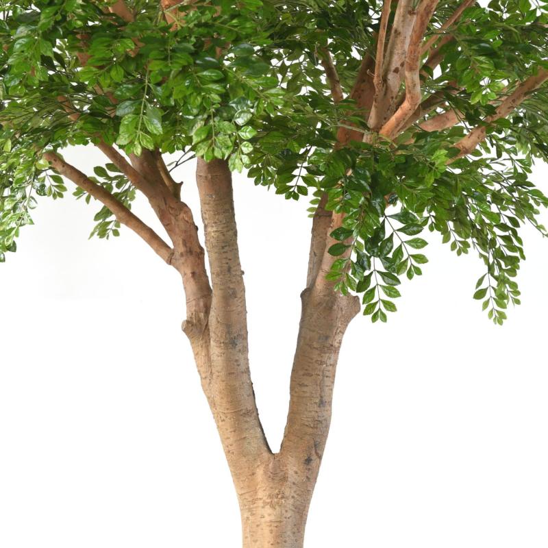 Bucida Artificiel
