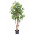 Aralia Artificiel Ming Nitida