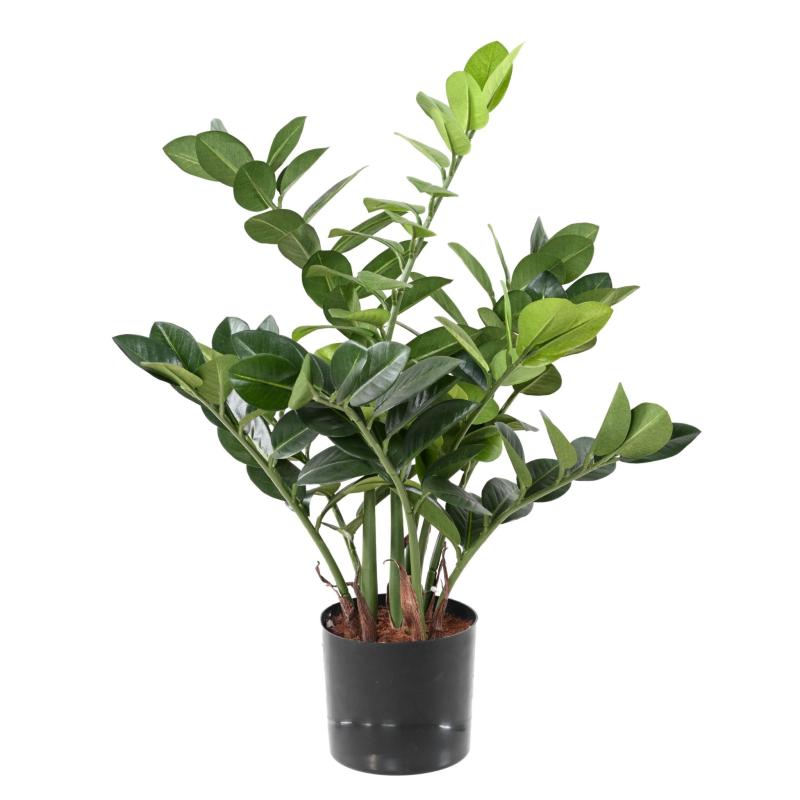 Zamia Artificiel