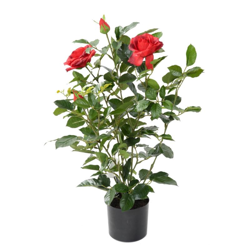 Rosier Artificiel Royal