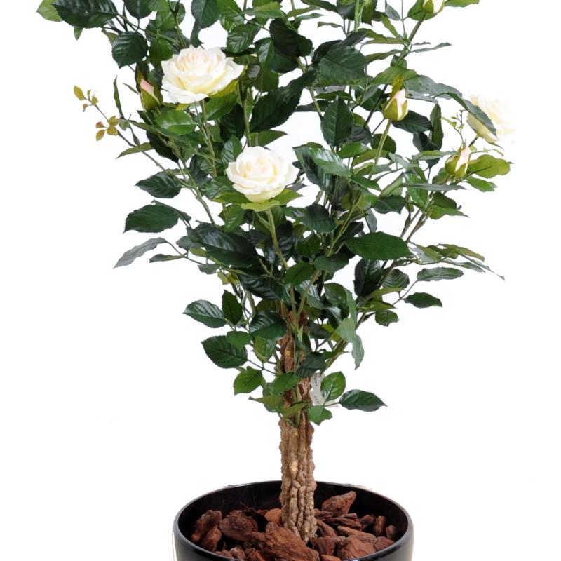 Rosier Artificiel Royal