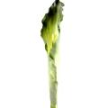 Arome Artificiel XL (arum)