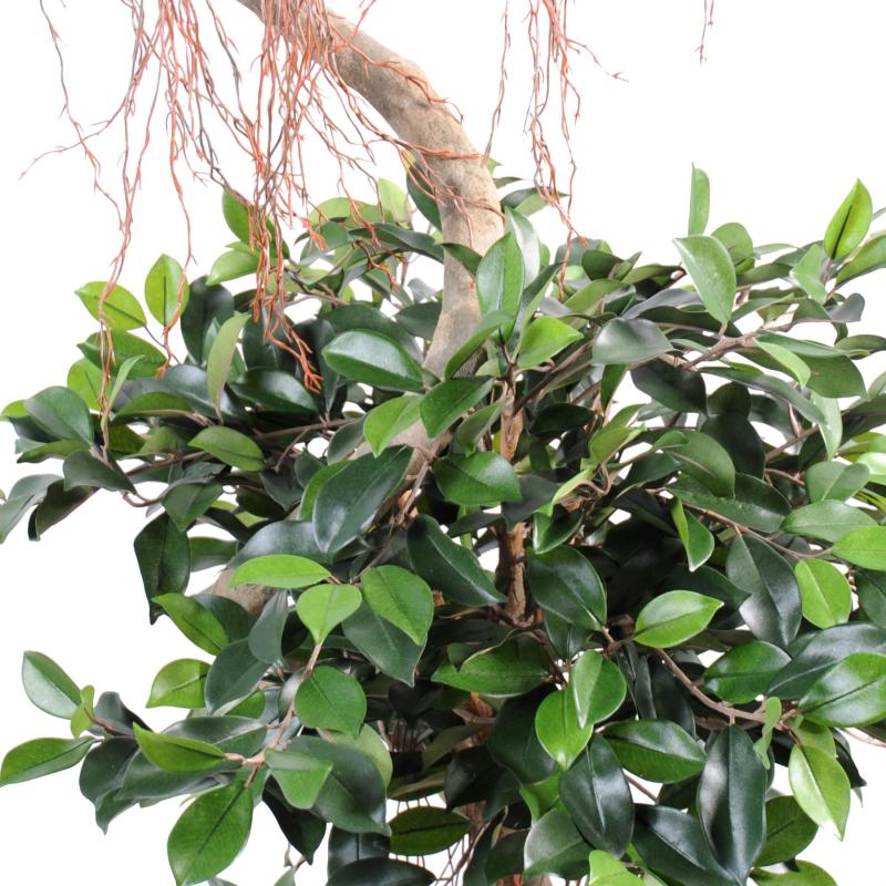 Ficus Artificiel Spirale 2 Boules