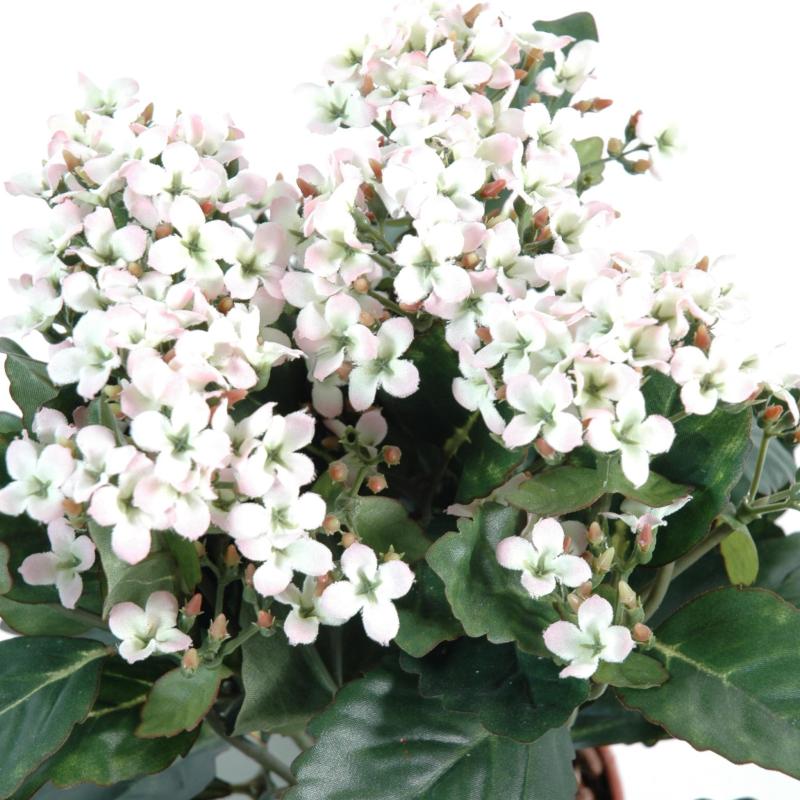 Kalanchoe Artificiel