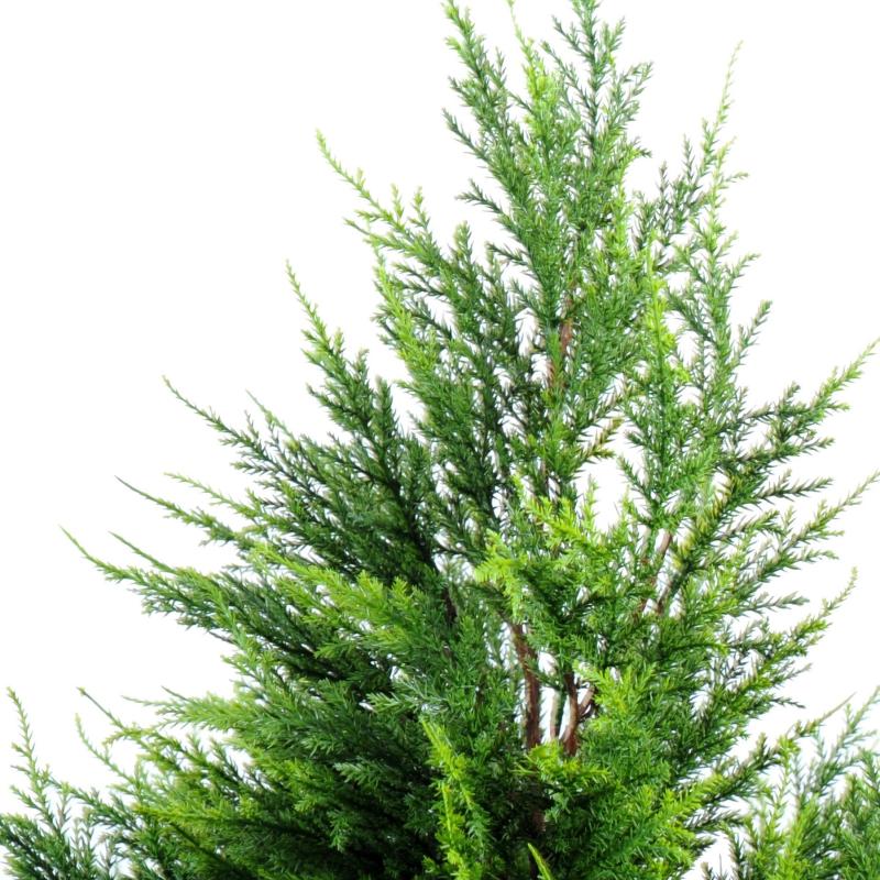 Cypres Artificiel Juniperus