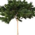 Pin Artificiel Umbrella