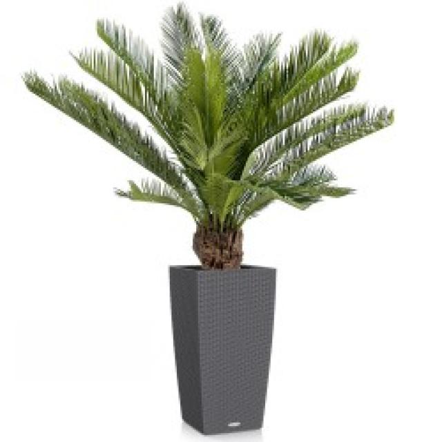 Cycas Artificiel Tronc