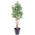 Aralia Artificiel Ming Nitida