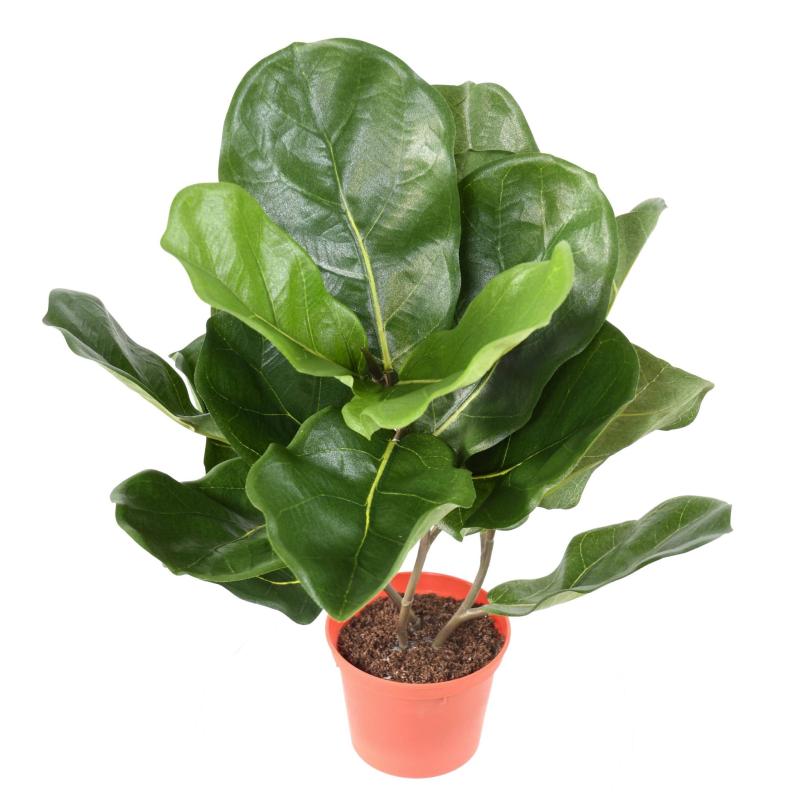 Lyrata Artificiel Pot