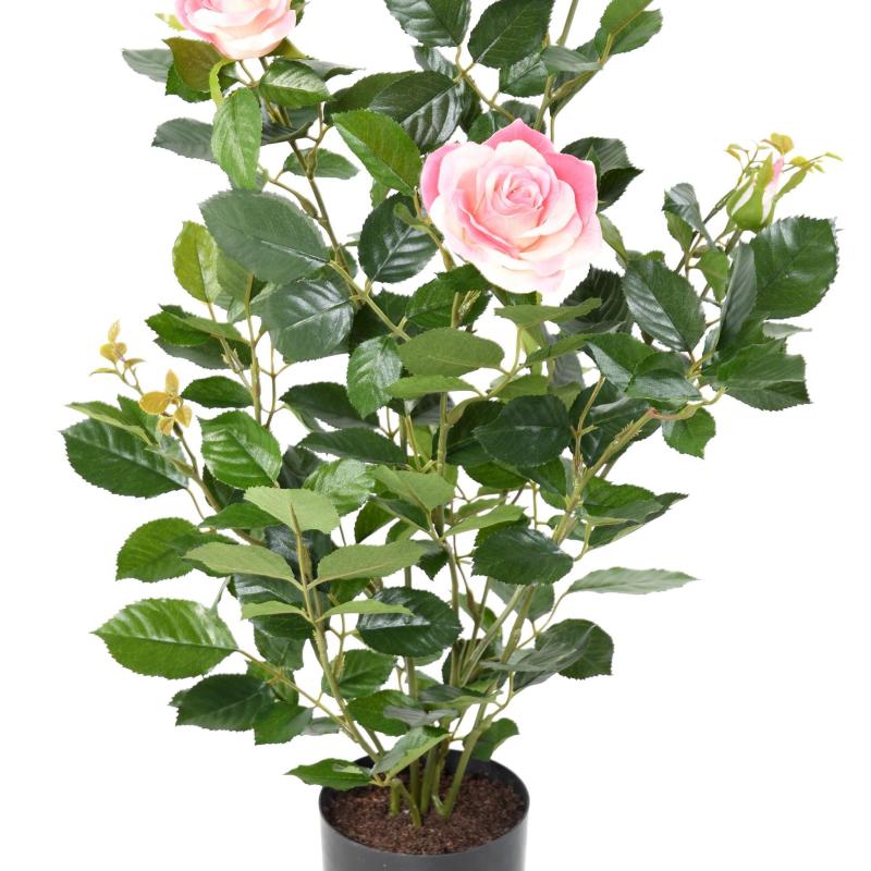 Rosier Artificiel Royal