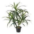 Dracaena Artificiel Anita Pot
