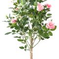 Rosier Royal Artificiel