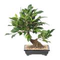 Bonsai Ficus Artificiel en Coupe