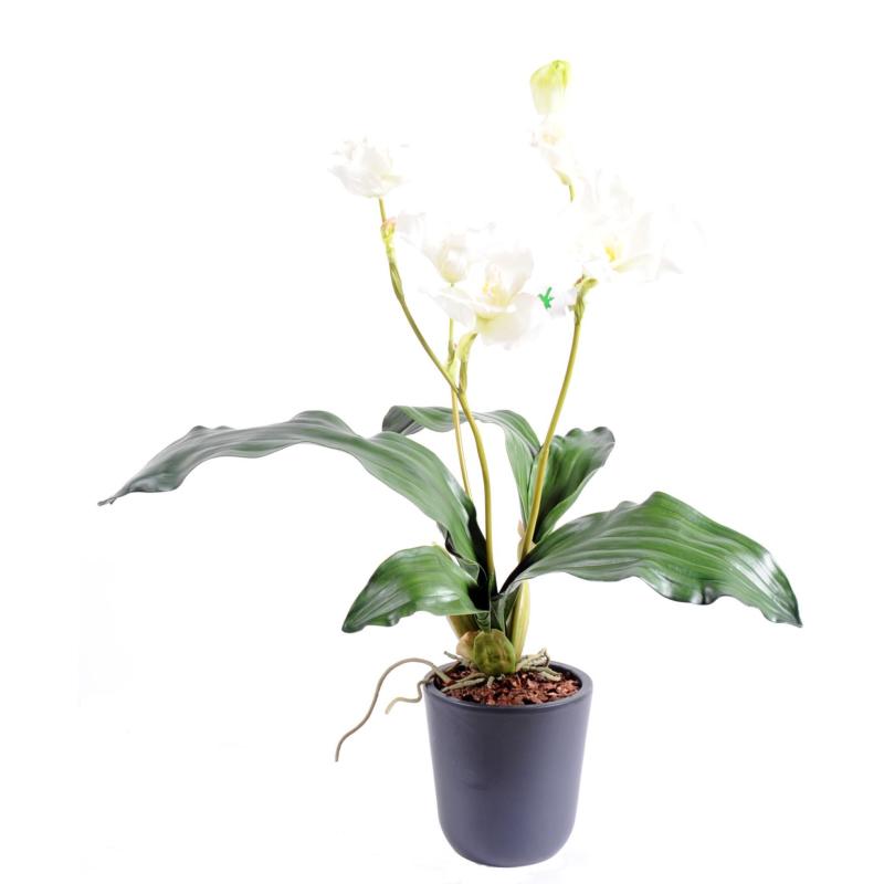 Lycaste Orchidee Artificiel